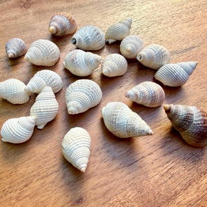 Kanaliserade Nassa-snäckor - Stora snäckskal för kustdekor, snäcksamlare, strandpyssel