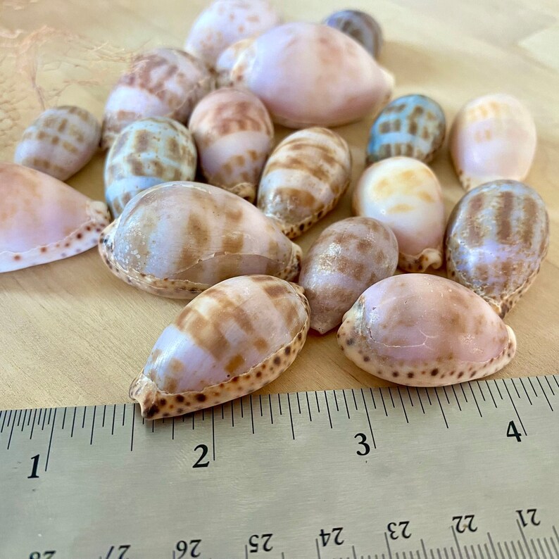 Easter Seashells Easter Egg Shells - Cowrie / Cowry Seashells - Etsy