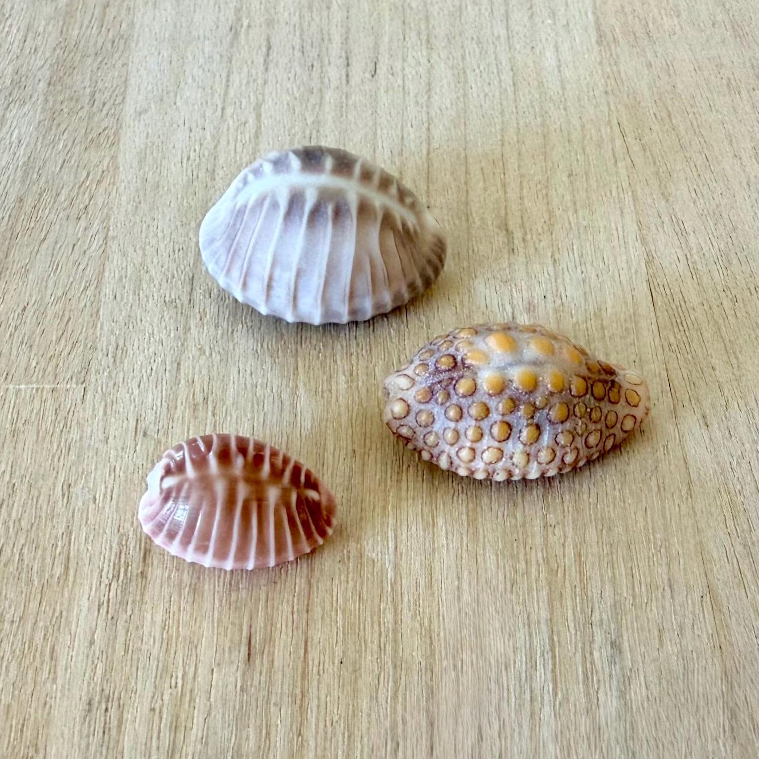 Rarest Cowrie Shell Collector Cowry Seashells - RARE - One of a Kind Set of 3 - Etsy