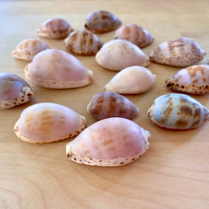 Easter Egg Shells - Cowrie / Cowry Seashells