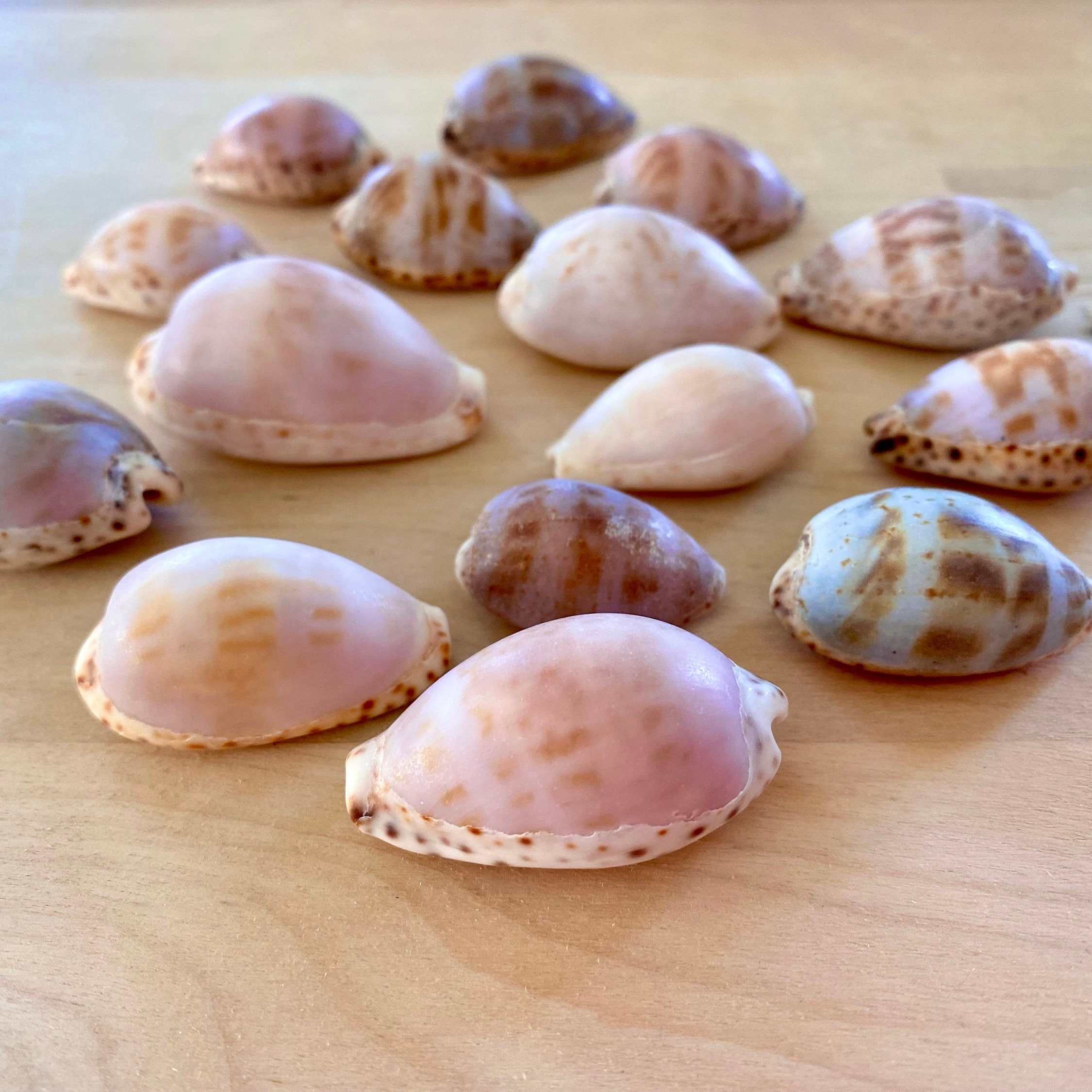 Easter Seashells Easter Egg Shells - Cowrie / Cowry Seashells - Etsy