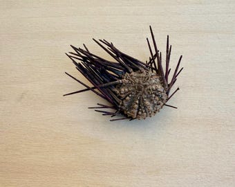 Pequeña concha de erizo de mar natural con espinas