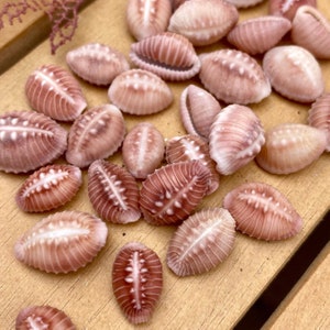 Pusula Solandri Seashells - 2 Shells