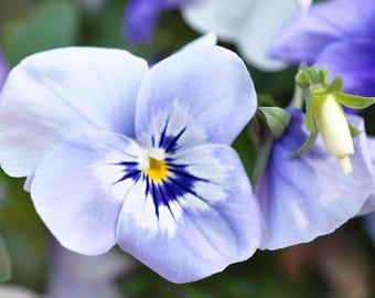 Fine Art Photography, Lavender Pansy, Landscape, Pansy wall decor, Pansy wall art, flower photography , flower art