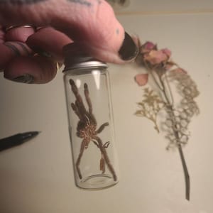 Niedoskonały egzoszkielet tarantuli w szklanym słoiku