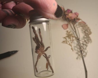 Imperfect tarantula exoskeleton in glass jar display