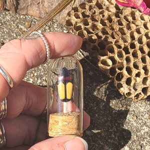 May include: A small glass vial containing a preserved beetle with a black head and yellow and black body. The vial has a cork base and is held in a hand. The background includes a honeycomb and dried flower.