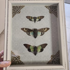 3 cicale blu in una scatola espositiva