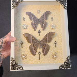 Sweet silk moth pair in vintage feel display