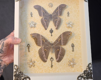 May include: Two brown moths with intricate wing patterns are displayed in a white frame with ornate gold corners. The moths are mounted on a yellow background with small decorative flowers and keys.