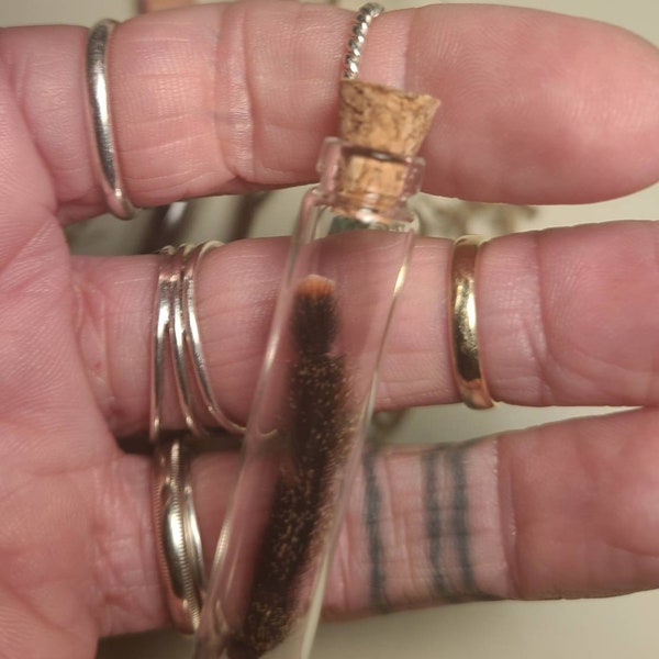 One pinktoe tarantula exoskeleton leg piece in glass vial