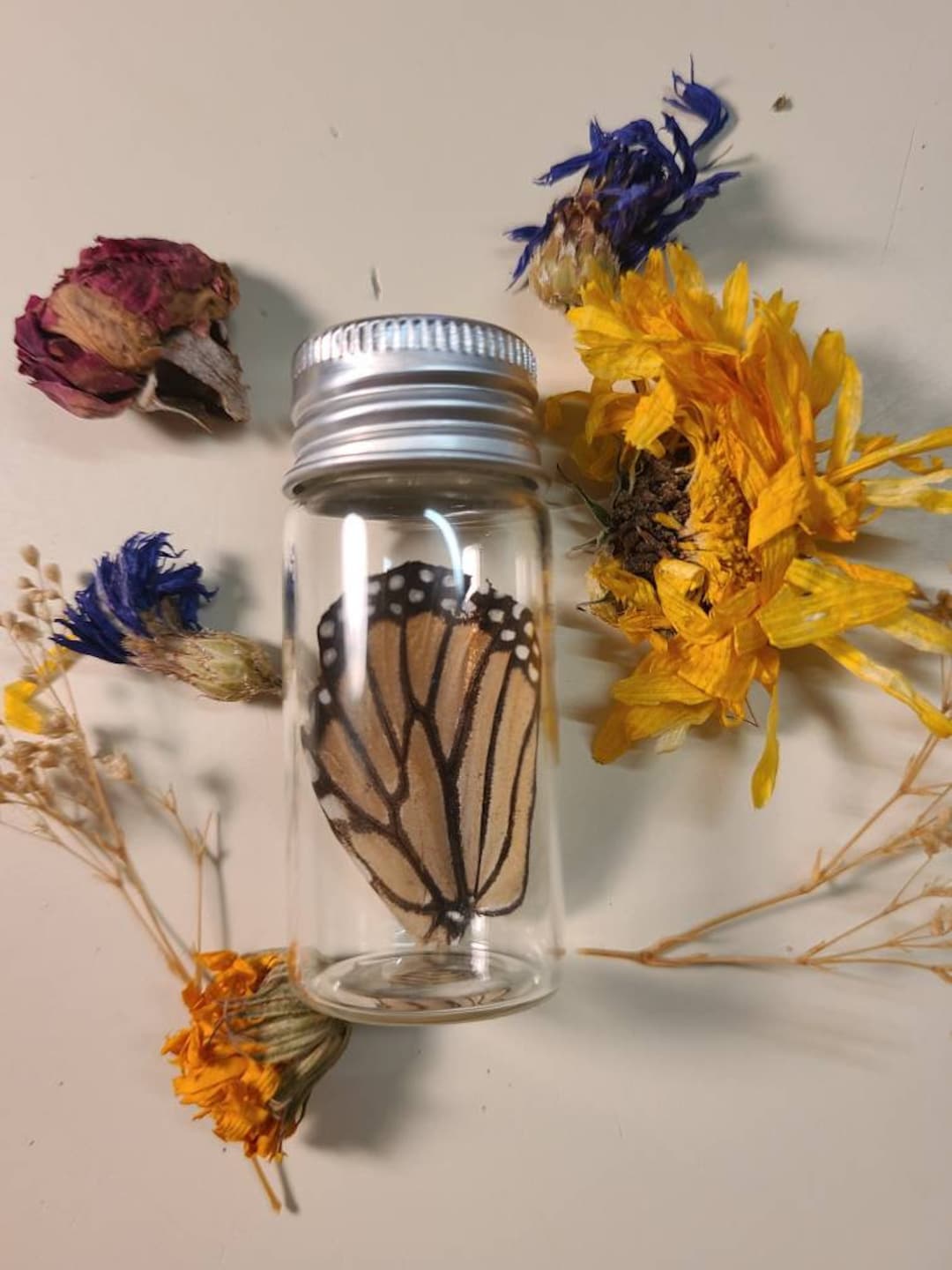 Monarch Wing in Glass Jar Display Etsy