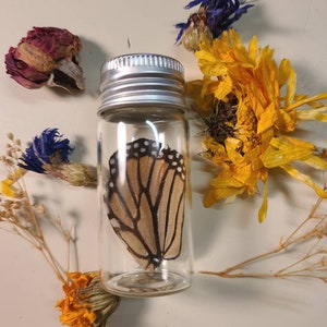 Monarch wing in glass jar display