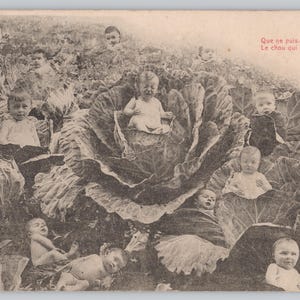 May include: A vintage sepia-toned postcard featuring a field of large cabbages with infants nestled inside the leaves. The text in the upper right corner reads: Que ne puis-je connaître Le chou qui m'a vu naître! The composition shows multiple babies.