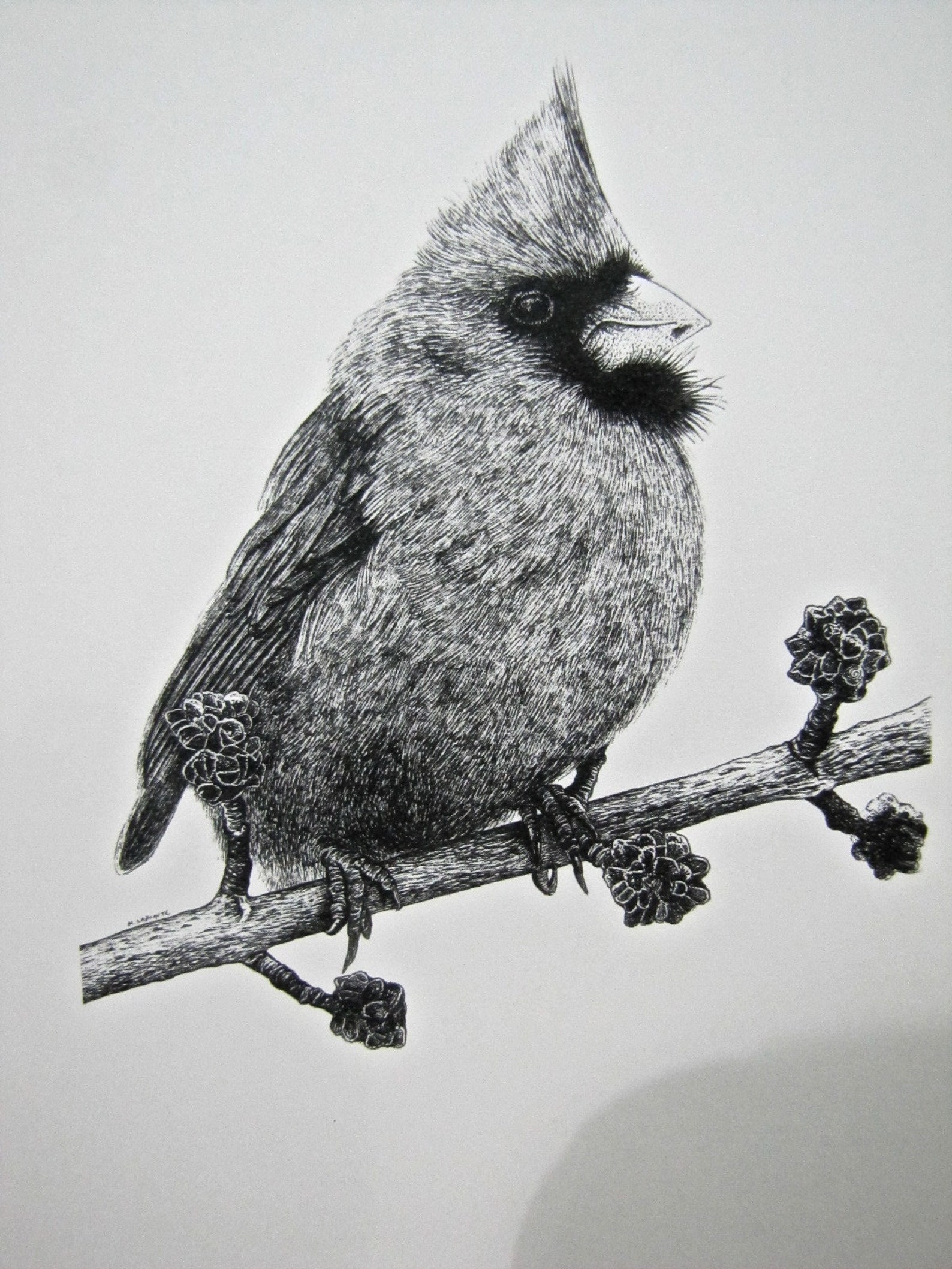 Hand Drawn Cardinal Illustration Black Ink Drawing Black and Etsy UK