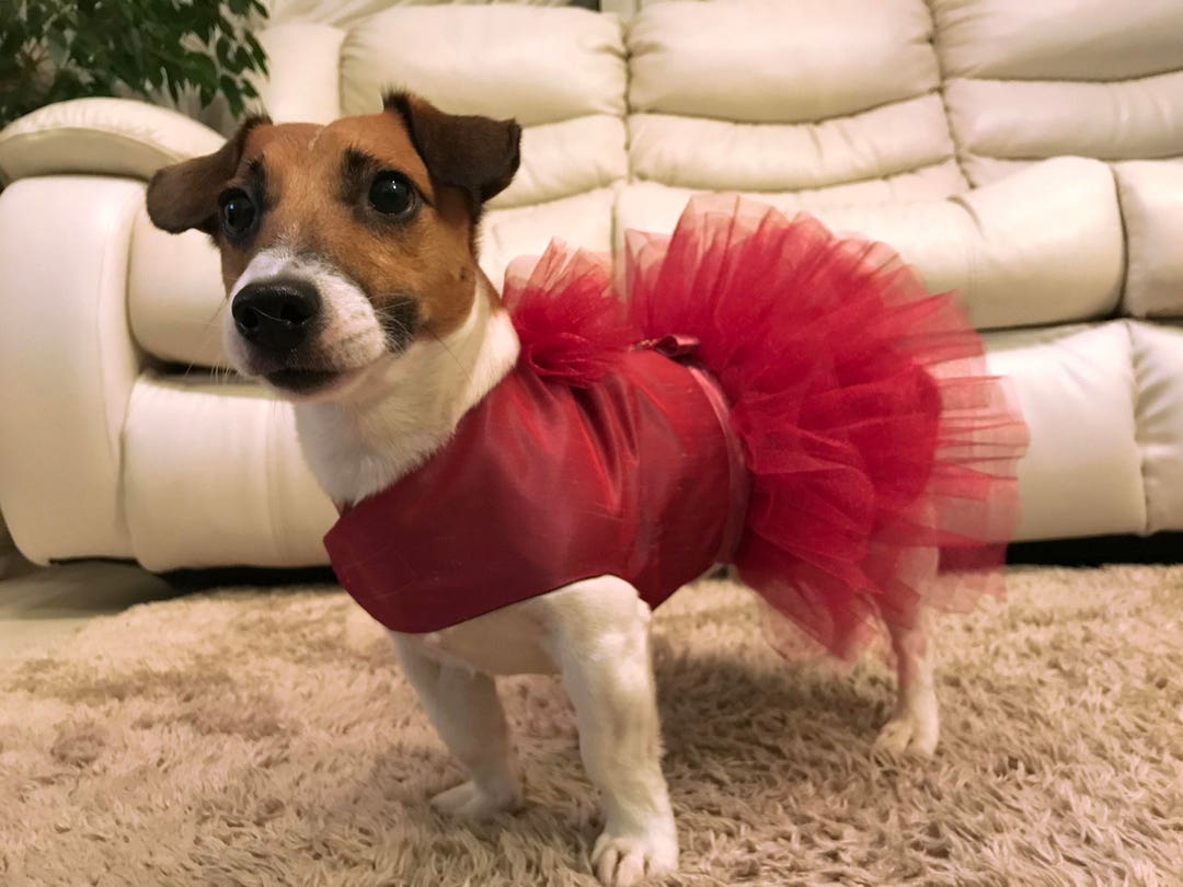 Small Dog Dress, Red Dog Outfit, Red Tulle Skirt, Dog Wedding Party, Medium Pet Dress, Clothes