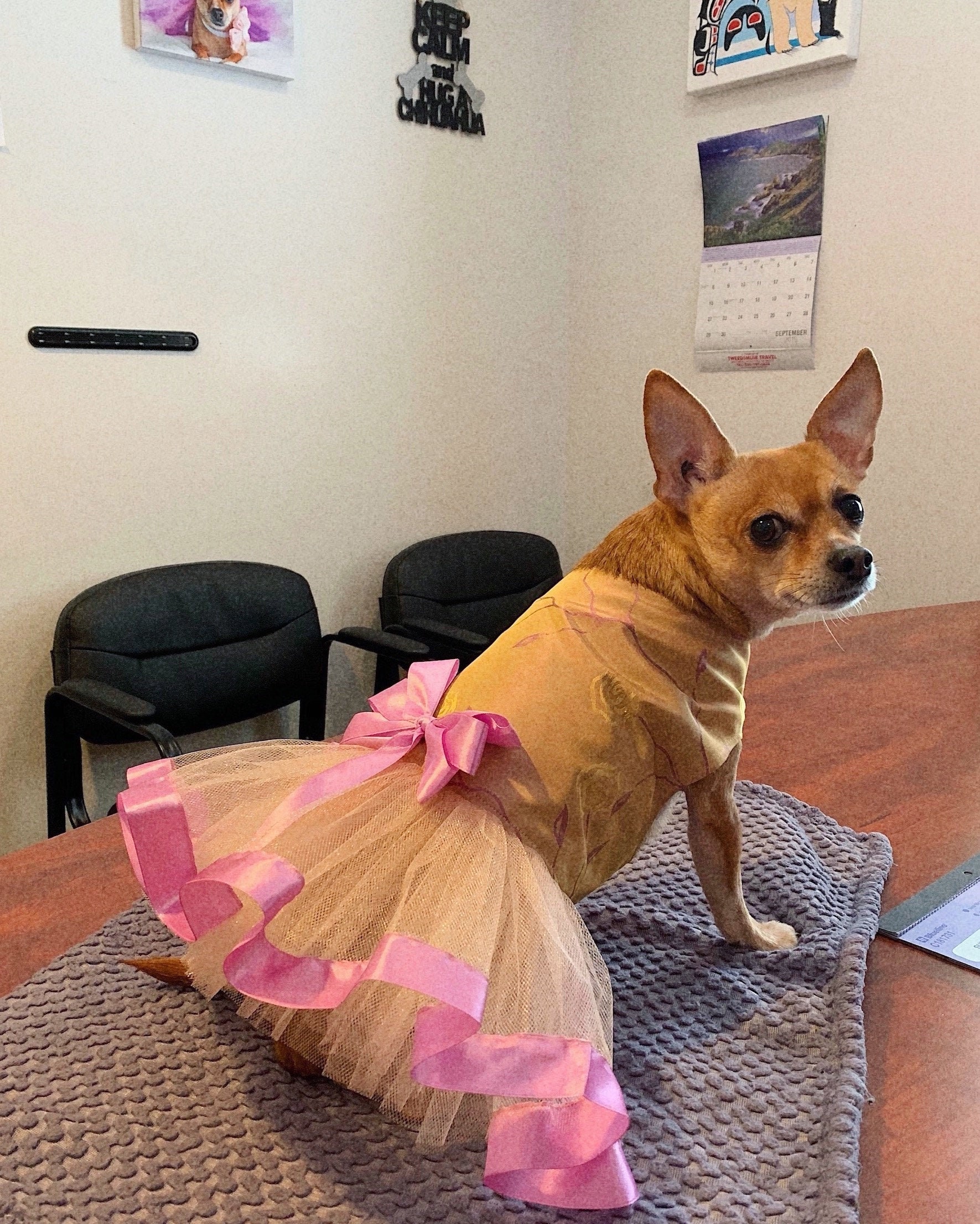 BIG DOG  -  Jingle Bells Doggy Dress main image 1