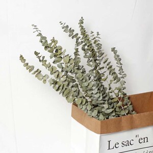 5pieces Natural Eucalyptus Leaves Branches Stems Dried Flower Real Palnt Ornament for DIY Wedding Shooting Prop Home Decoration Supplies 4.2