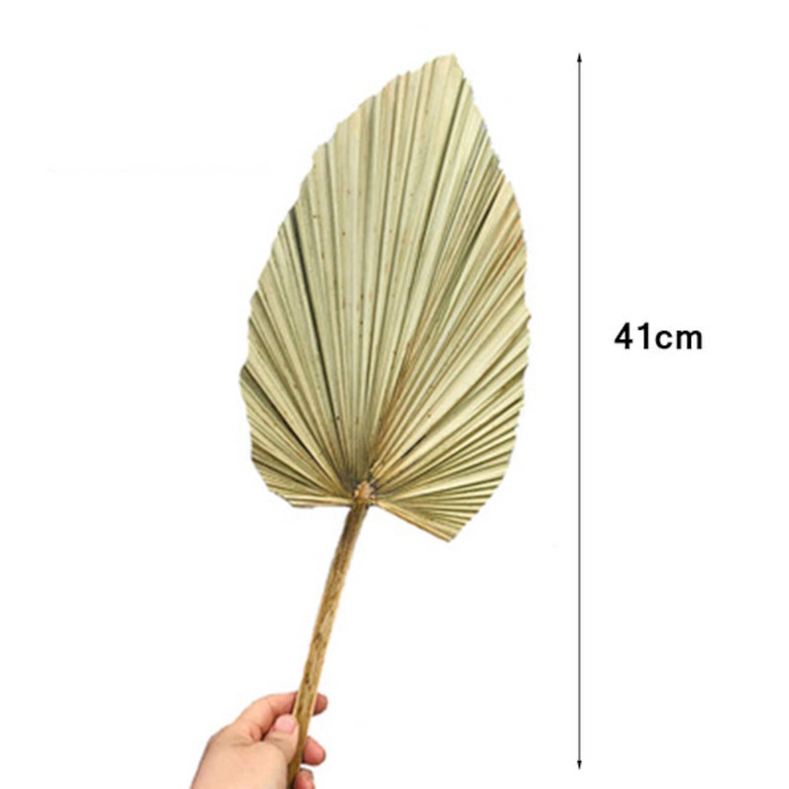 6pieces Large Palm Leaves Dried Trimmed Organic Tropical Palm Etsy