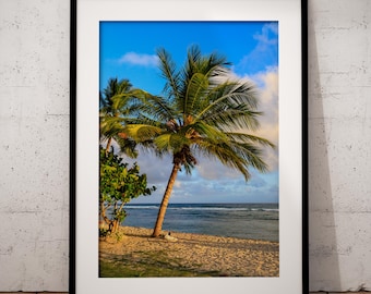 Palm tree on a deserted Barbados Caribbean beach just before the sun sets