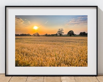 Harvest time wall art - golden field of wheat at sunset