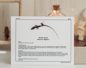 Tarjetas de estudio de lagarto y rana