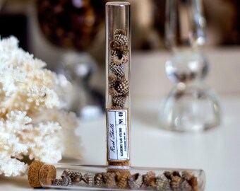 Especímenes de conchas de roca