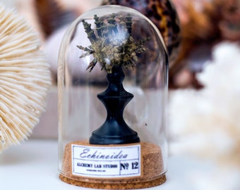 Erizo de mar Sputnik en una cúpula de cristal