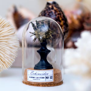 Sputnik Sea Urchin in a Glass Dome