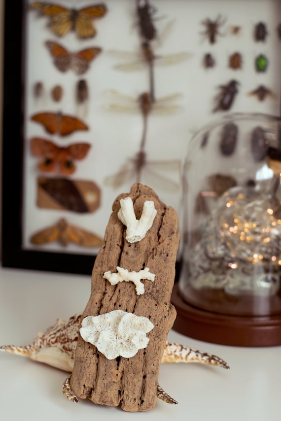 Driftwood Wall Art Etsy