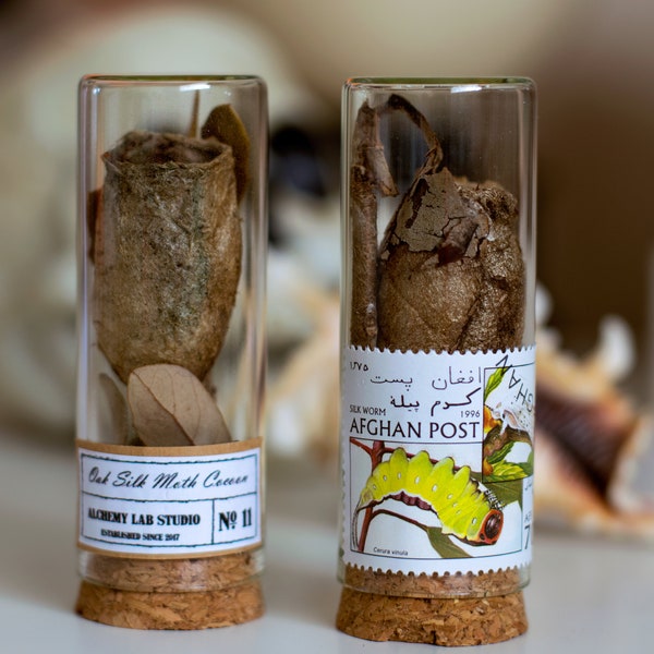 Live Moth Cocoon Etsy