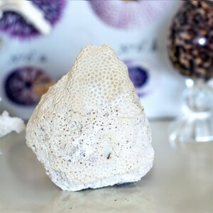 Coral Chunk
