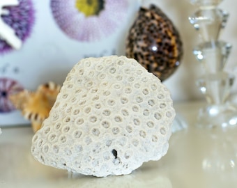 Frag de coral de piña