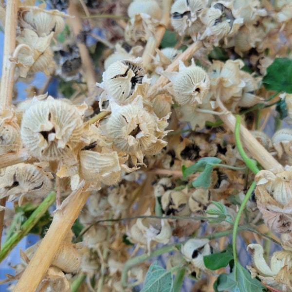 Hollyhock seeds, gardener's mistake