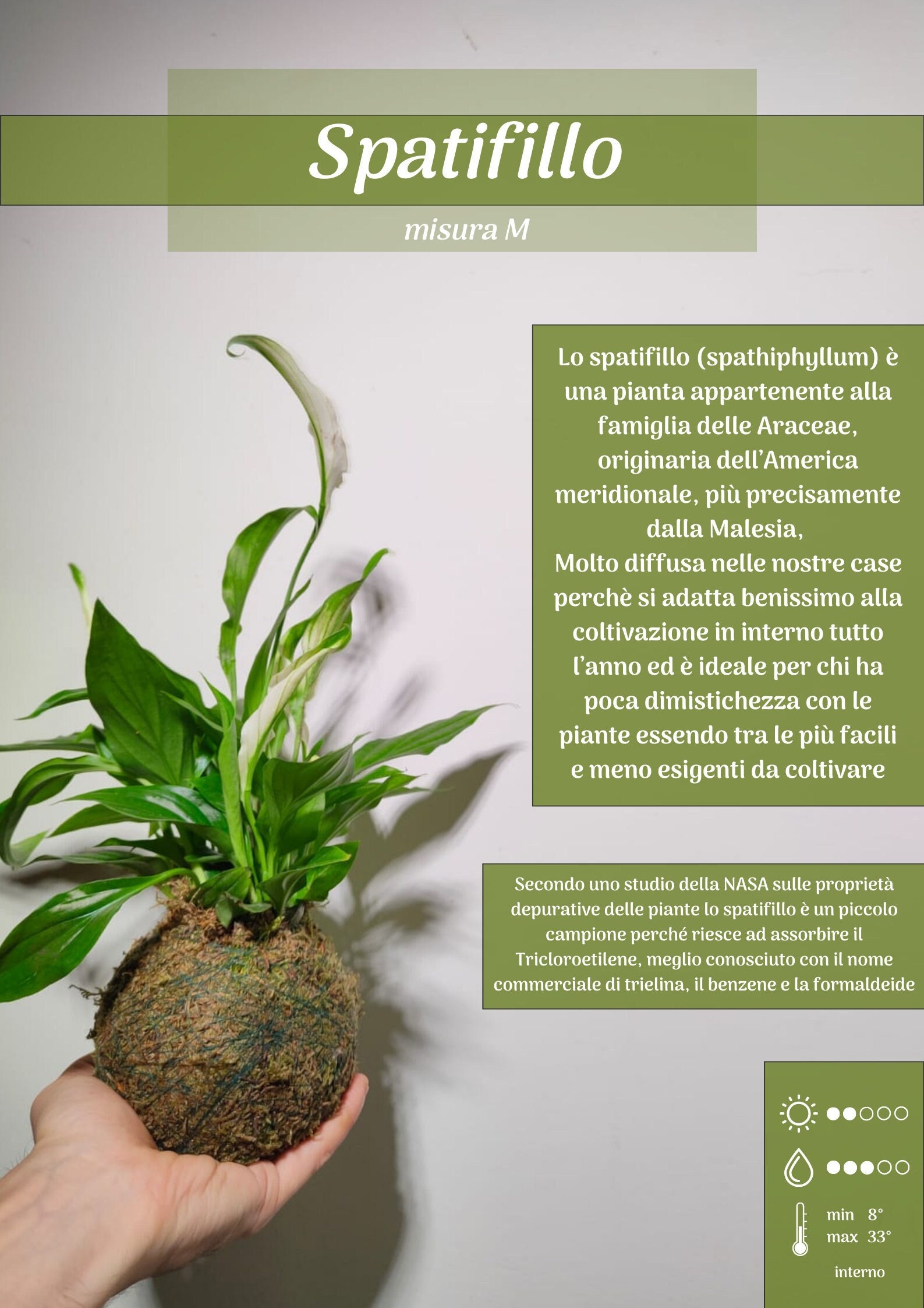 Spathiphyllum Wallisii Pianta Artificiale: Bella, Realistica e di Design