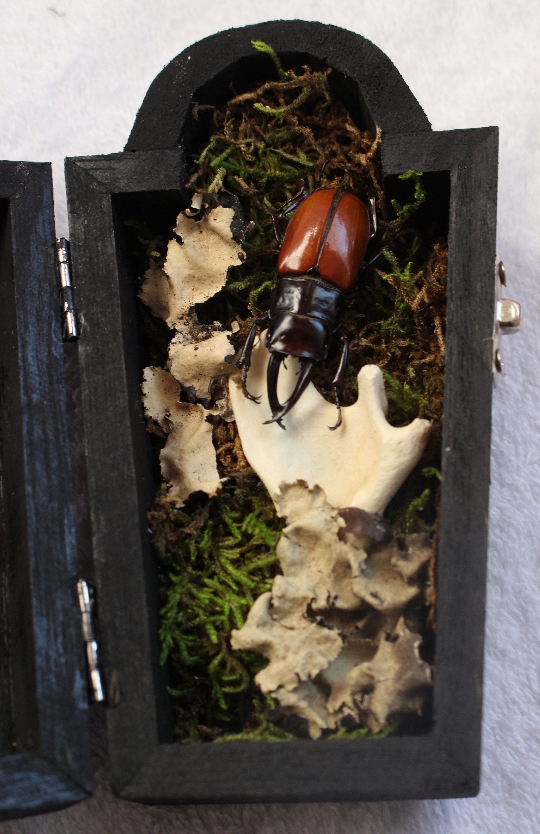 O. Sarasinorum Beetle and Bone Coffin Terrarium Etsy