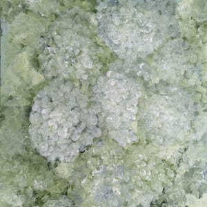 Antique Hydrangea No.2