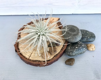 Decorative Wood Slices, Air Plant Display, Air Plant Holder, Wood Slice, Wooden Coaster, Wood Stand, Wood. Slice Stand