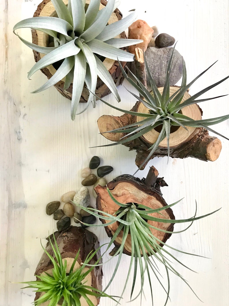 Gran soporte de planta de aire de tocón de madera tocón de | Etsy