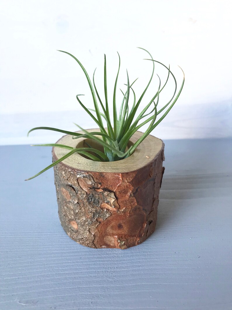 Tree Stump Air Plant Holder Air Plant Stand Air Plant Pot