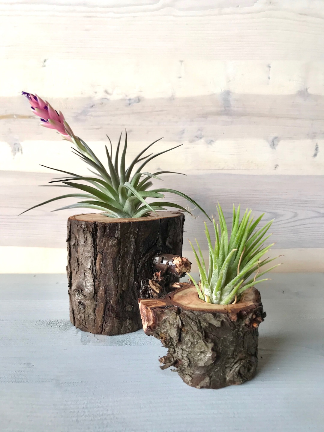 Tree Stump Air Plant Holder, Air Plant Stand, Wooden Air Plant Holder,  Indoor Gardening, Tree Stump Stand, Unique Christmas Gift - Etsy