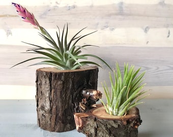 Air Plant Stand Funky Bed Spring Air Plant Holder Old Antique Bed Spring Rusty Bed Spring with Charms Sun and Moon Air Plant Holder Unique Air Plant Stand Funky Bed Spring Air Plant Holder Old Antique Bed Spring Rusty Bed Spring with Charms Sun and Moon Air Plant Holder Unique