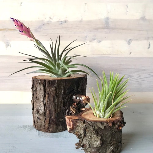 Tree Stump Air Plant Holder, Air Plant Stand, Wooden Air Plant Holder, Indoor Gardening, Tree Stump Stand, Unique Christmas Gift