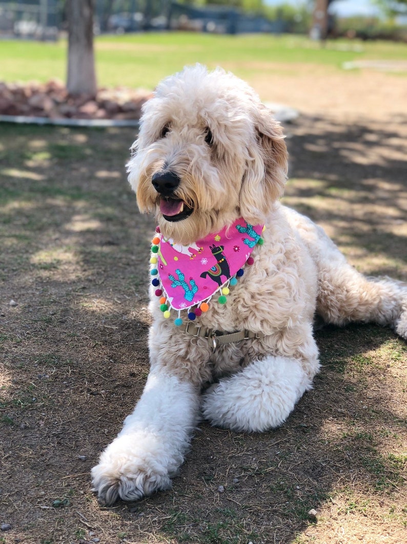 Party Llama Dog Bandana