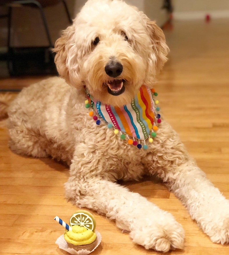 Party Llama Dog Bandana