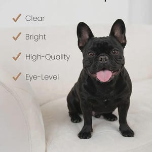 a black dog sitting on a white couch, with a list of criteria for what makes a photo "good" or "high-quality".