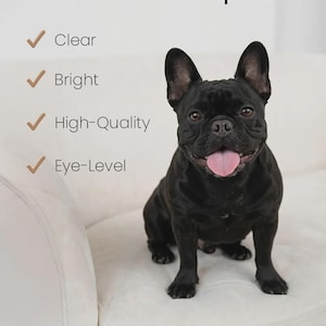 a black dog sitting on a white couch, with a list of criteria for what makes a photo "good" or "high-quality".