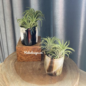 May include: Two air plants in black and white horn planters. The smaller planter is on a wooden base. The larger planter is on a wooden table. The text "Haladesign.vn" is on the wooden base.