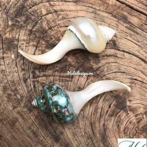 Könnte beinhalten: Zwei Muschelschalen mit Perlmuttglanz und einer gebogenen, hornartigen Form. Eine Schale hat ein türkis-grünes Muster, die andere ist cremefarben. Die Schalen liegen auf einer strukturierten Holzoberfläche. Das Hala Design Logo befindet sich unten rechts.