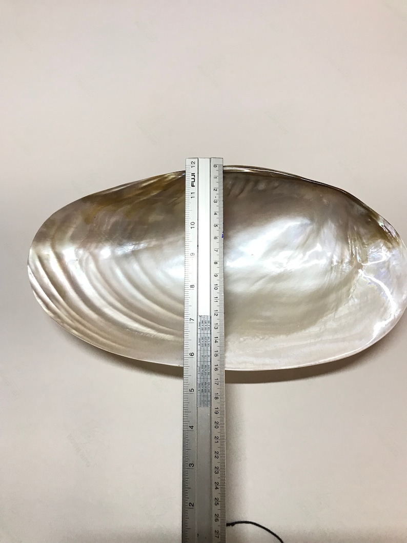 Decorative Giant Shell Dish Mother of Pearl Dish Seashell Etsy